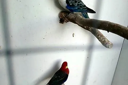 Rozella żółtolica Samiec, Wielkopolskie, Ostroróg