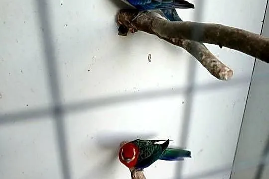 Rozella żółtolica Samiec, Wielkopolskie, Ostroróg