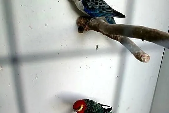 Rozella żółtolica Samiec, Wielkopolskie, Ostroróg