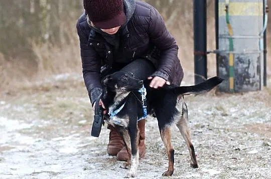 Tofik, 12 miesięczny, radosny, niewielki kundelek,