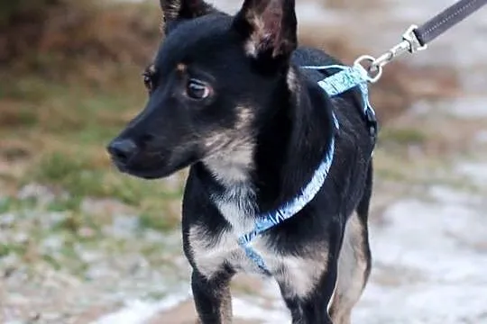 Tofik, 12 miesięczny, radosny, niewielki kundelek,