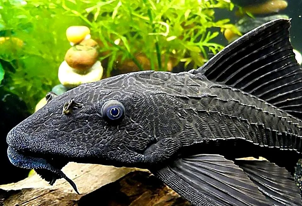 Glonojad plekostomus - Hypostomus plecostomus - WYSYŁAMY, Pomorskie, Gdańsk