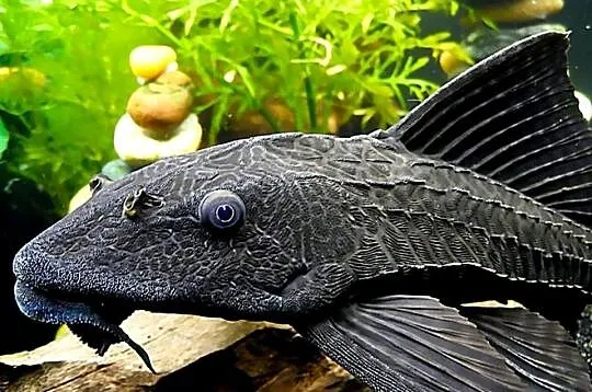 Glonojad plekostomus - Hypostomus plecostomus - WYSYŁAMY, Pomorskie, Gdańsk