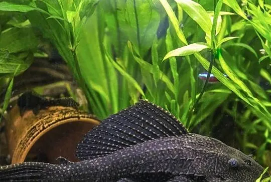 Glonojad plekostomus - Hypostomus plecostomus - WYSYŁAMY, Pomorskie, Gdańsk