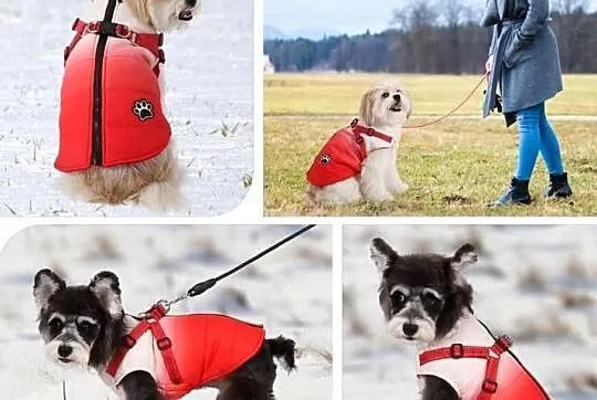Płaszcz zimowy Norbi Dog z uprzężą, ciepły, czerwony gradient (g17), Wielkopolskie, Września