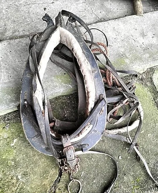 Homąto dla konia, Śląskie, Przyłęk