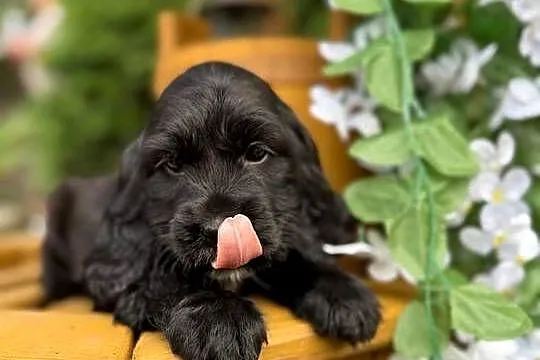 Śliczna czarna sunia Cocker Spaniel Angielski z rodowodem