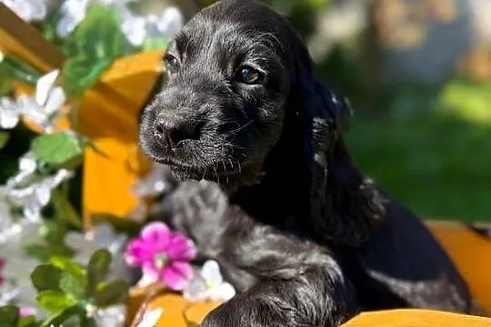 Śliczna czarna sunia Cocker Spaniel Angielski z rodowodem, Mazowieckie, Warszawa