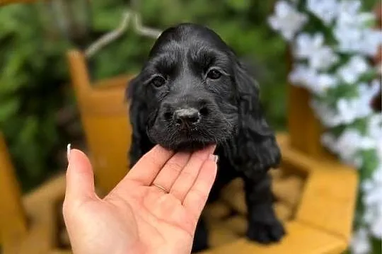 Śliczna czarna sunia Cocker Spaniel Angielski z rodowodem, Mazowieckie, Warszawa