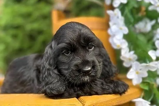 Śliczna czarna sunia Cocker Spaniel Angielski z rodowodem, Mazowieckie, Warszawa