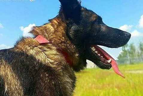 ARES - piękny, młody pies w typie owczarka szuka d