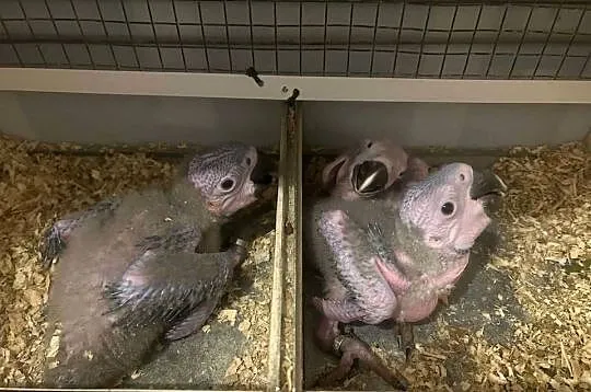 Ara ararauna do dalszego ręcznego karmienia