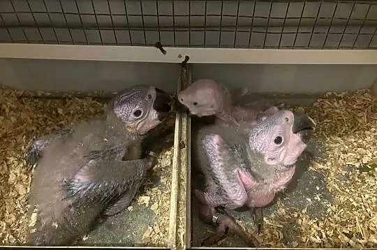 Ara ararauna do dalszego ręcznego karmienia, Małopolskie, Bukowina Tatrzańska