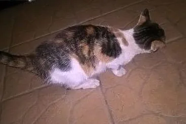 Piękna Helenka, młodziutka koteczka szuka kochając