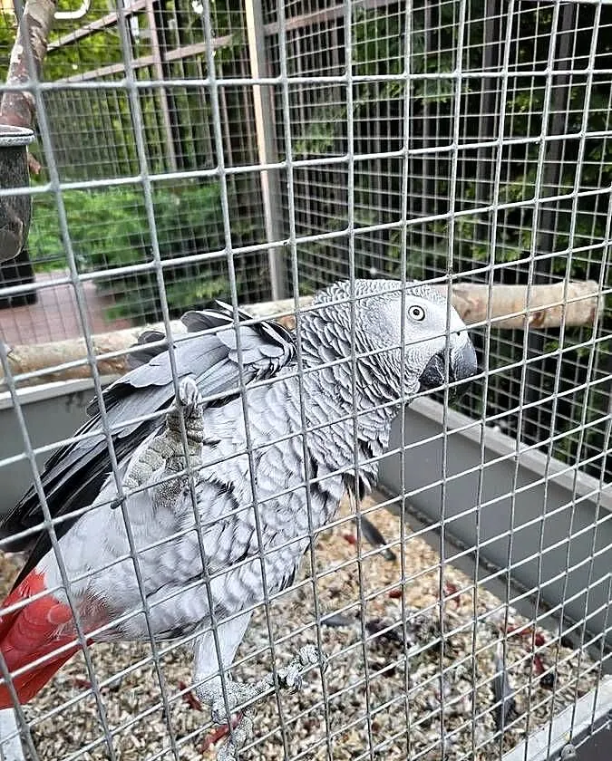 Żako Kongijskie Dorosła Para, Mazowieckie, Garwolin