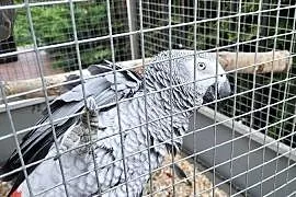 Żako Kongijskie Dorosła Para