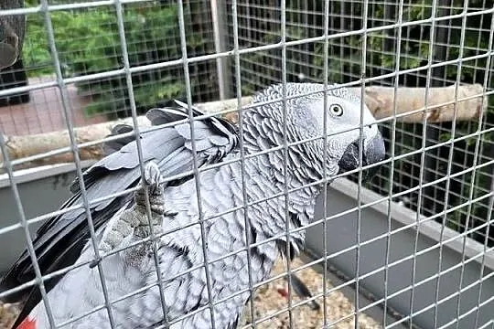 Żako Kongijskie Dorosła Para, Mazowieckie, Garwolin