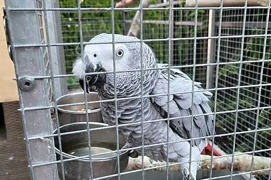 Żako Kongijskie Dorosła Para, Mazowieckie, Garwolin