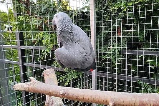 Żako Kongijskie Dorosła Para, Mazowieckie, Garwolin