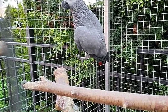 Żako Kongijskie Dorosła Para, Mazowieckie, Garwolin