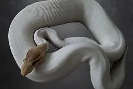 Samica banana pied pośle yb