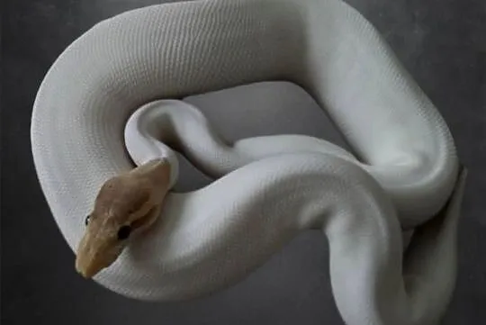 Samica banana pied pośle yb