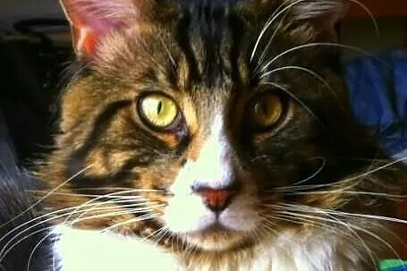 Reproduktor Maine Coon rodowód Warszawa