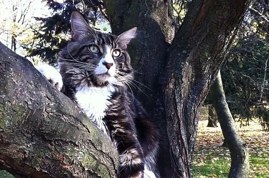 Reproduktor Maine Coon rodowód Warszawa