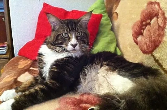 Reproduktor Maine Coon rodowód Warszawa