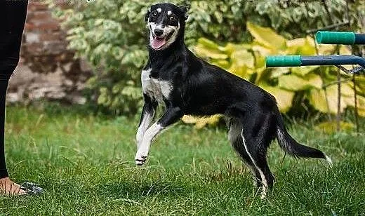 ZORZA - młoda, SKOCZNA i ZWINNA suczka do ADOPCJI!