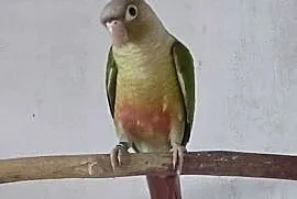 Papuga rudosterka pupil