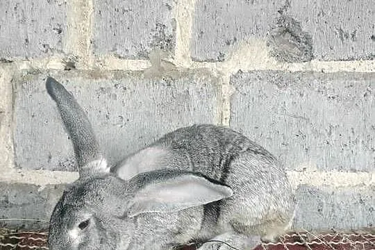 Samiec Belg Olbrzym, Świętokrzyskie, Słupia