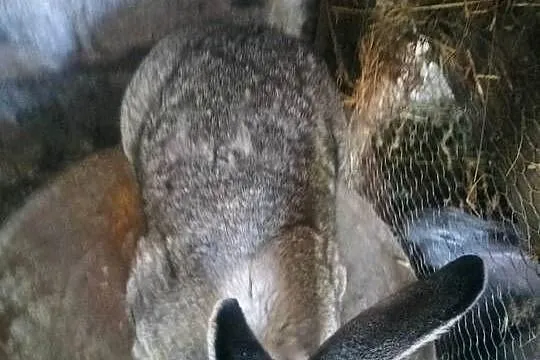 Samiec Belg Olbrzym, Świętokrzyskie, Słupia