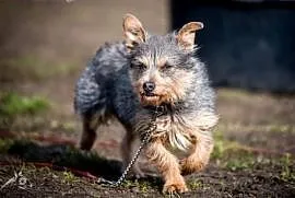 Cztery rozczochrane szare łapki - a na łapkach SCOOBY słodki:), dolnośląskie Wrocław