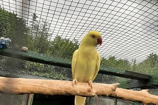 Aleksandretta obrożna oswojona, Małopolskie, Skała
