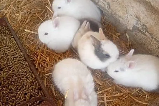 Króliczki mini