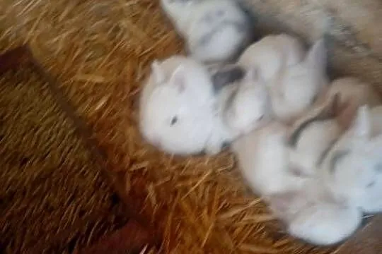 Króliczki mini, Łódzkie, Wrzesiny