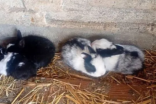 Króliczki mini, Łódzkie, Wrzesiny