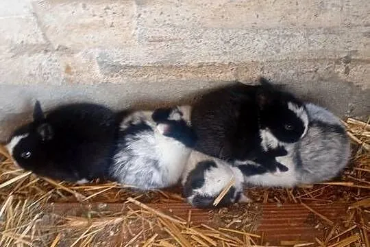 Króliczki mini, Łódzkie, Wrzesiny
