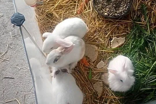 Króliczki mini, Łódzkie, Wrzesiny