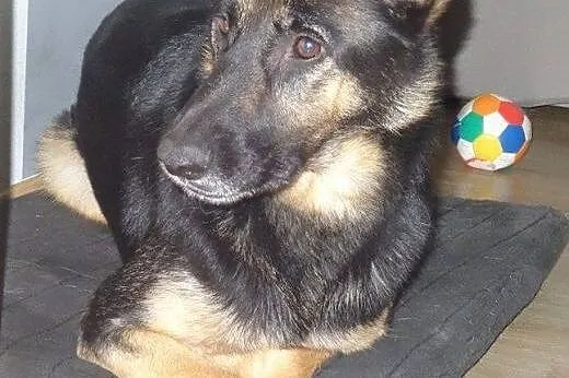 Śliczna 4-letnia Carmen szuka dobrego domu.,  mazo