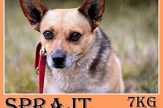 7kg,mały,przyjazny,łagodny piesek SPRAJT.Adopcja,  śląskie Katowice