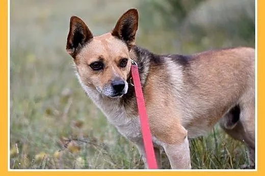 7kg,mały,przyjazny,łagodny piesek SPRAJT.Adopcja, 