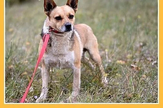 7kg,mały,przyjazny,łagodny piesek SPRAJT.Adopcja, 