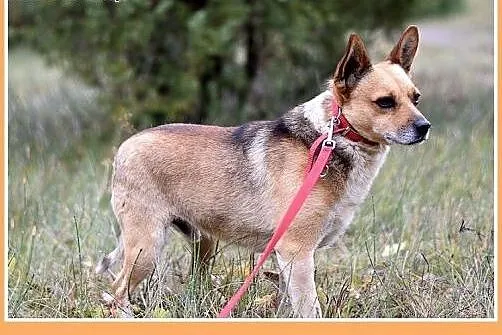 7kg,mały,przyjazny,łagodny piesek SPRAJT.Adopcja, 