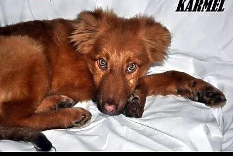 KARMEL-4mies.PRZYJAZNY PIESEK-BĘDZIE DUŻY,  małopo