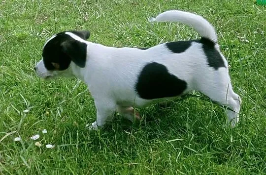 Jack Russell Terrier FCI ZKwP Wroclaw, Dolnośląskie, Wrocław
