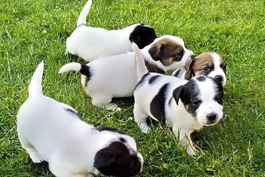 Jack Russell Terrier FCI ZKwP Wroclaw, Dolnośląskie, Wrocław