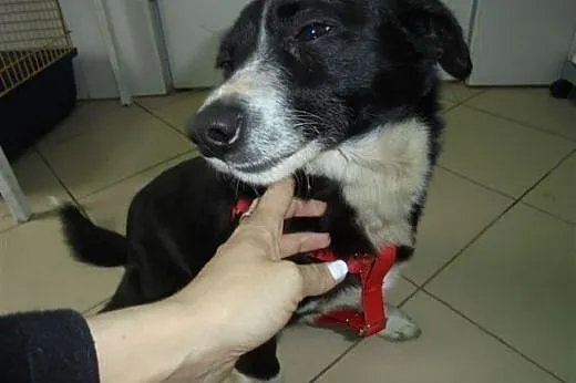 Kaufik  sympatyczny chłopak,  łódzkie Łask