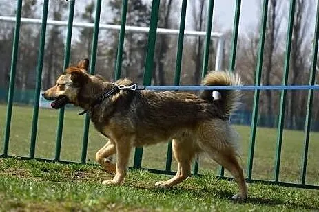 PIONEK - super milusi piesek czeka na dom,  mazowi